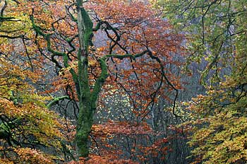 Efterårsskov i farver